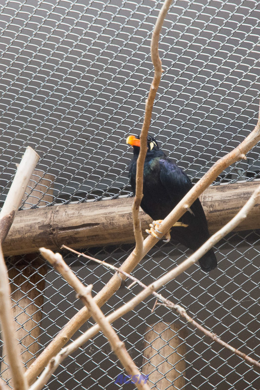 acsm_zoo0161