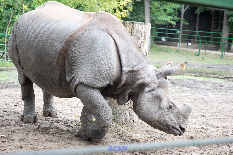 acsm_zoo0162
